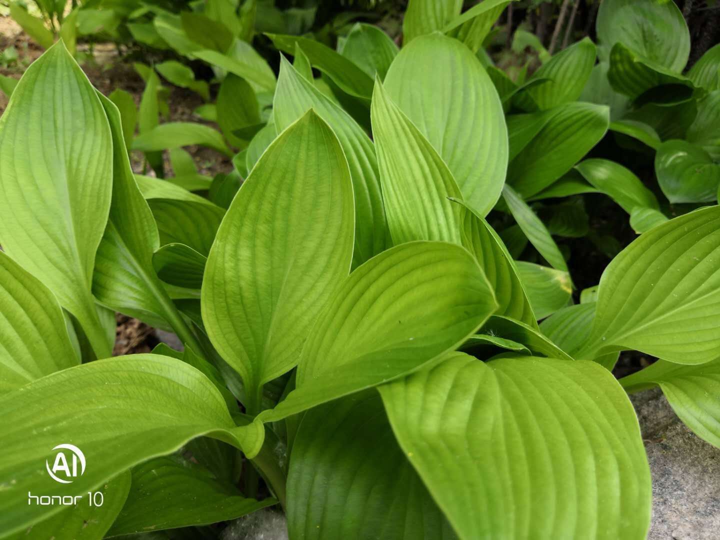 没问题的英文 安静的的英文