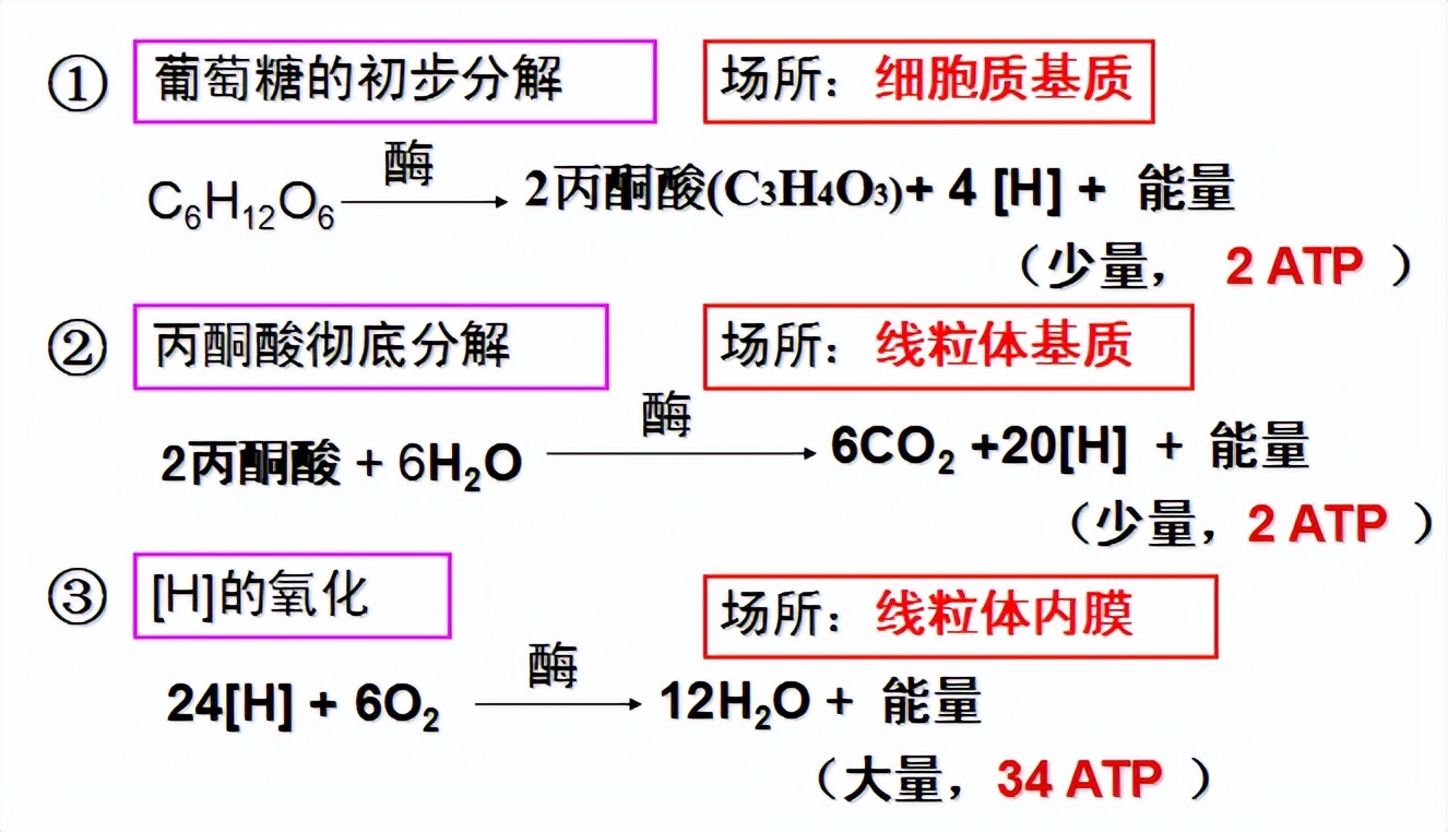 光合作用反应式 初一光合作用知识点