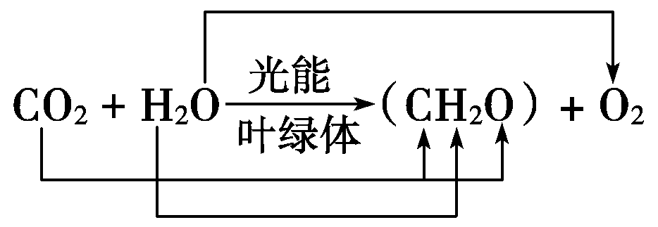 光合作用反应式 初一光合作用知识点