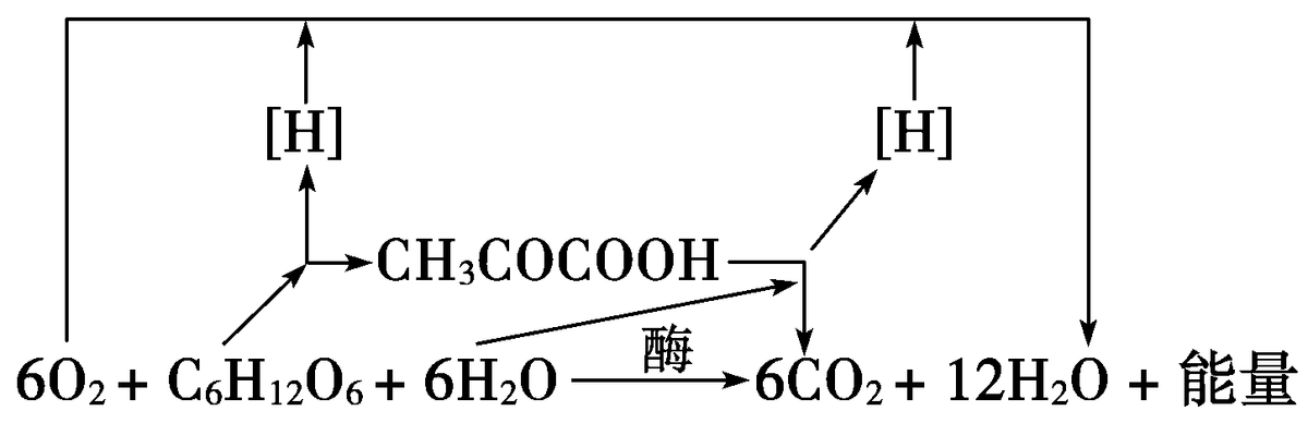 光合作用反应式 初一光合作用知识点