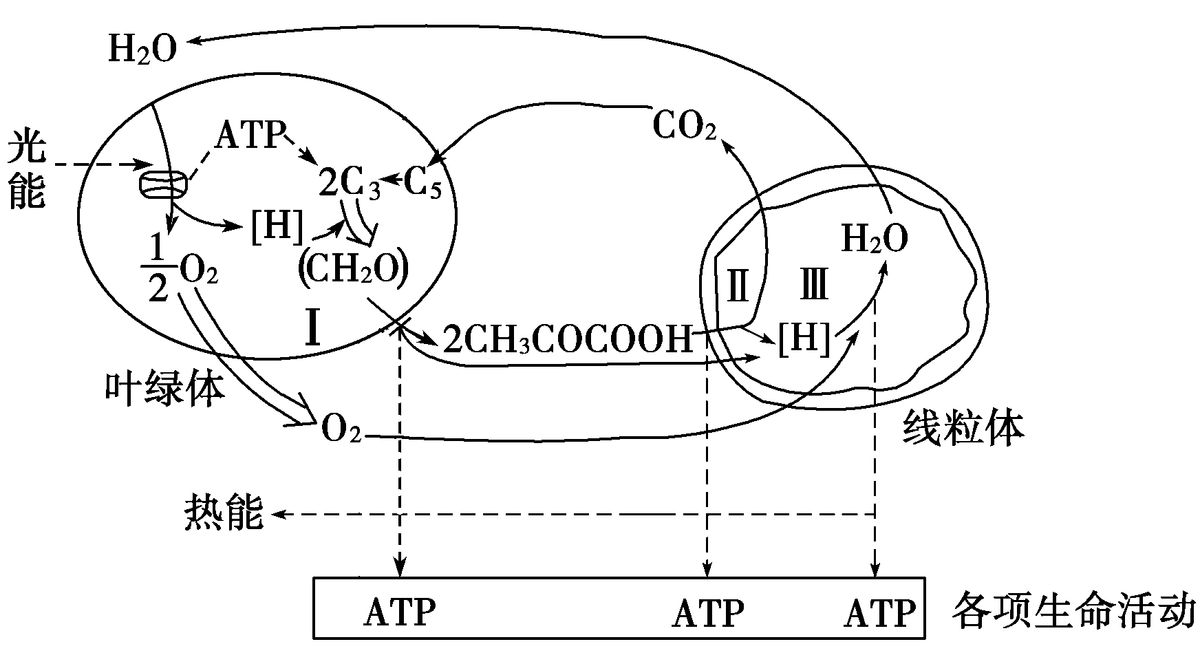 光合作用反应式 初一光合作用知识点