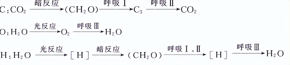 光合作用反应式 初一光合作用知识点