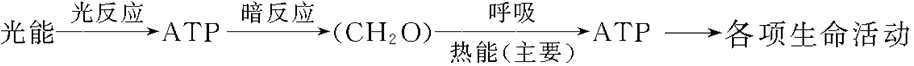 光合作用反应式 初一光合作用知识点