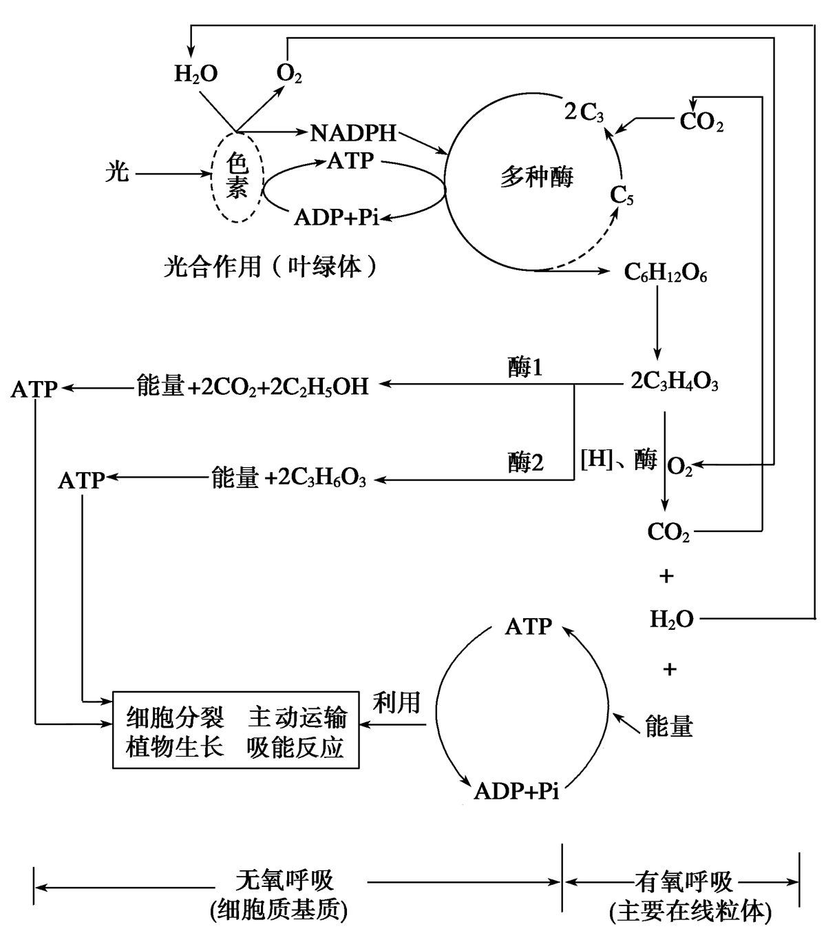 光合作用反应式 初一光合作用知识点