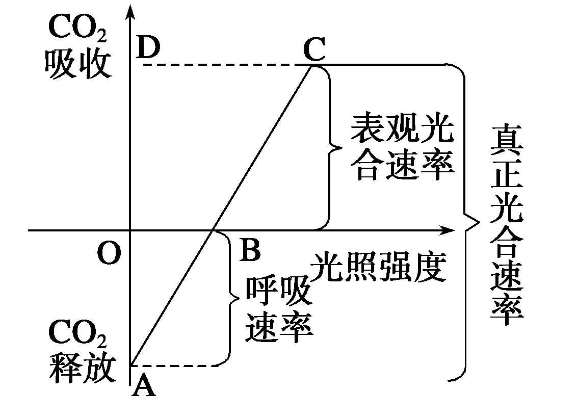 光合作用反应式 初一光合作用知识点