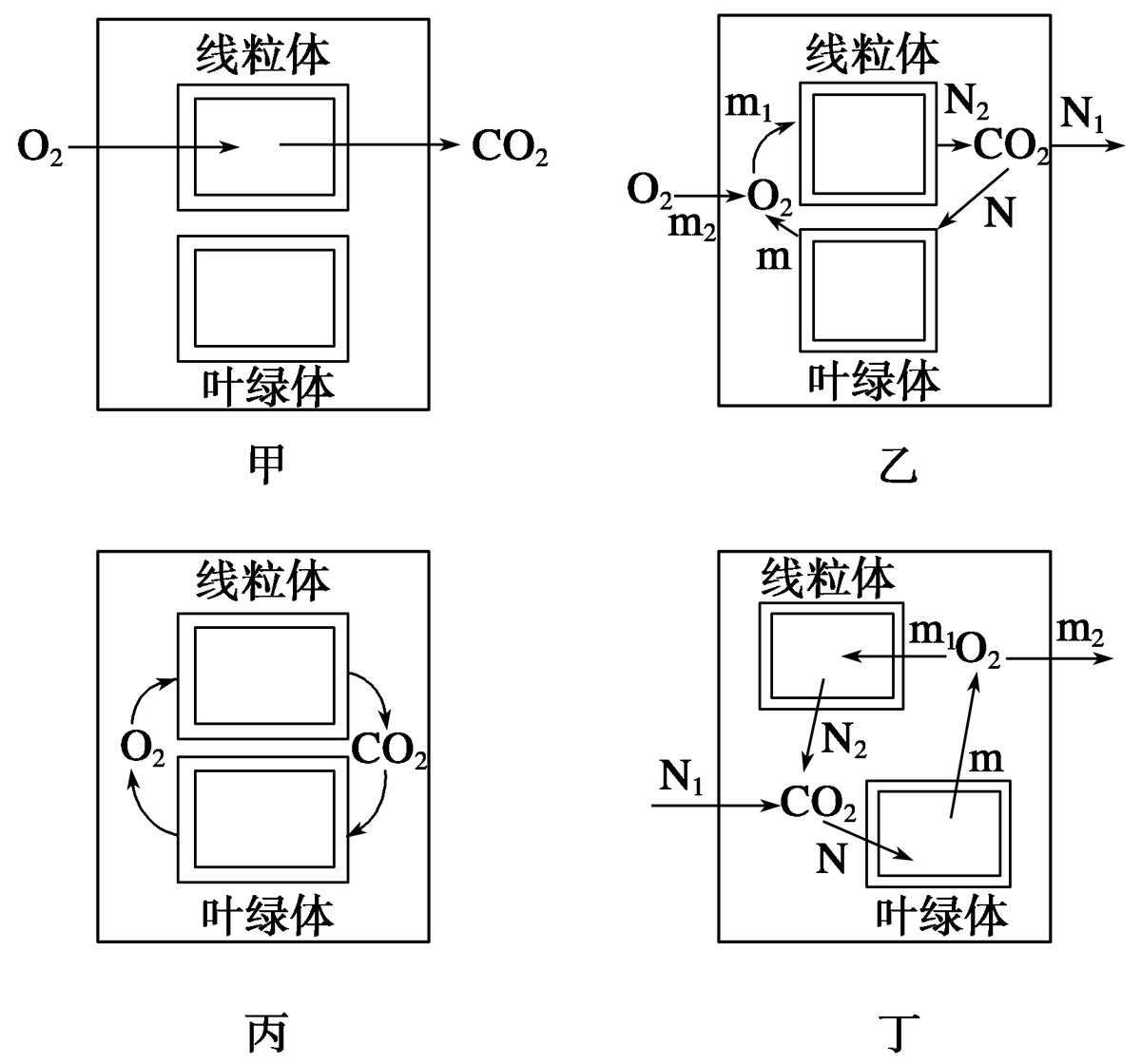 光合作用反应式 初一光合作用知识点