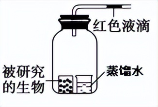 光合作用反应式 初一光合作用知识点