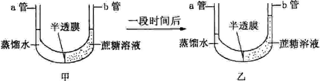 光合作用反应式 初一光合作用知识点