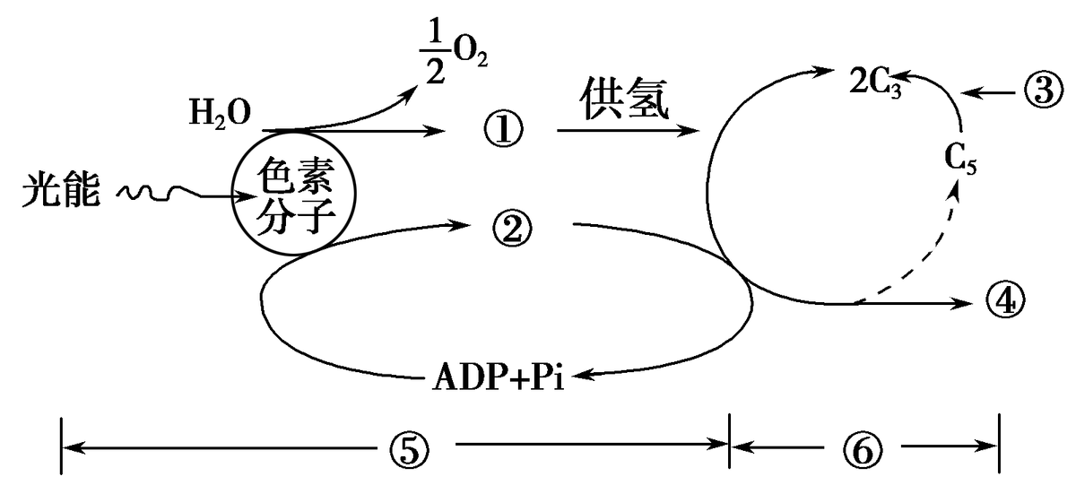 光合作用反应式 初一光合作用知识点