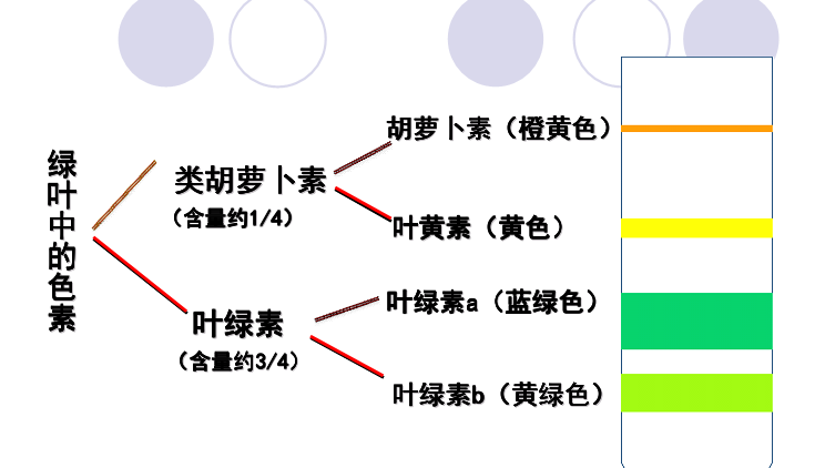 光合作用反应式 初一光合作用知识点