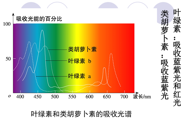 光合作用反应式 初一光合作用知识点