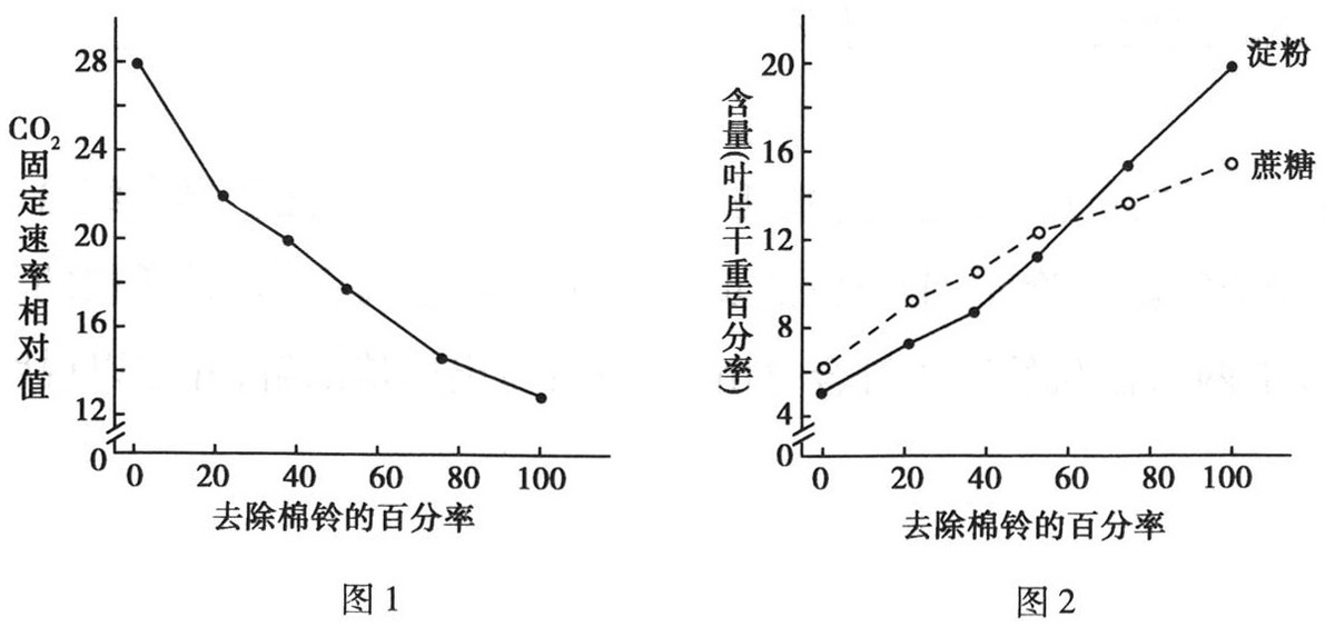 光合作用反应式 初一光合作用知识点