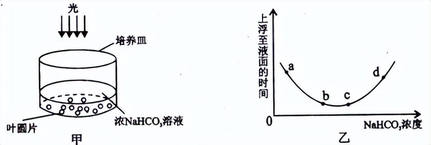 光合作用反应式 初一光合作用知识点