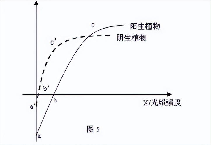 光合作用反应式 初一光合作用知识点