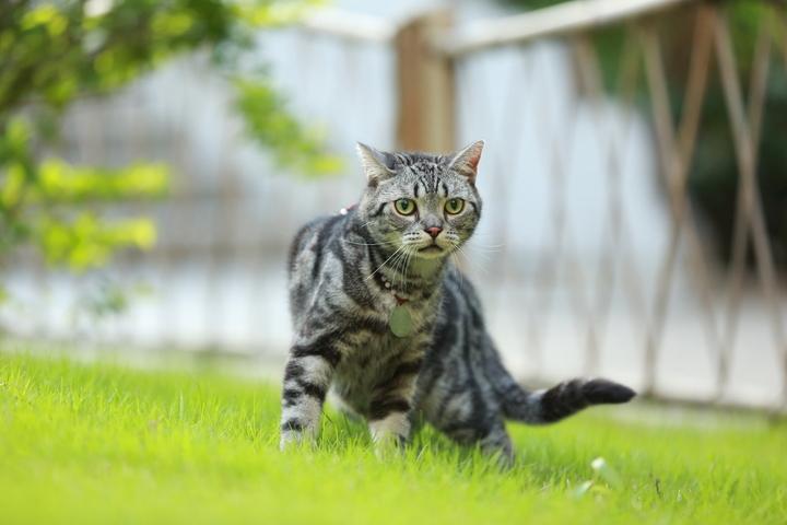 美国短毛猫 十大最贵名猫