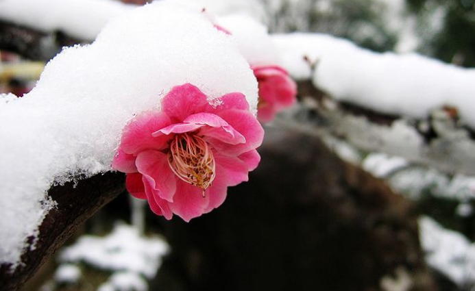 赞美梅花的诗句 梅花诗句最出名诗句