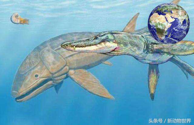 世界上最大的鱼 世界上最容易死的鱼