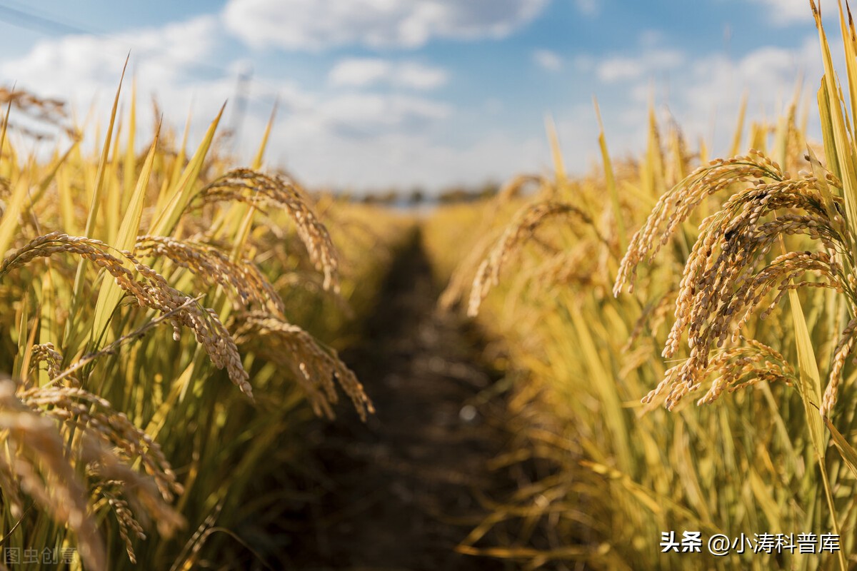 中秋节的来历和风俗 中秋节的寓意和象征