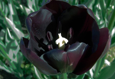 黑玫瑰的花语 黑玫瑰的花语和象征