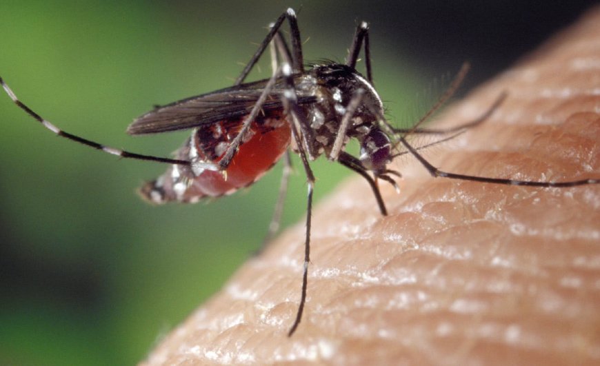 什么血型最招蚊子 o型血最怕三种病