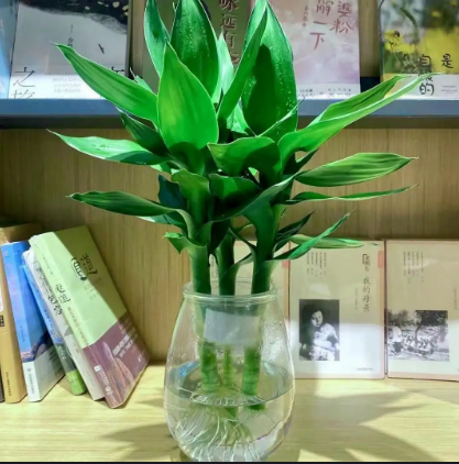 水培植物有哪些 室内植物100种大盆栽