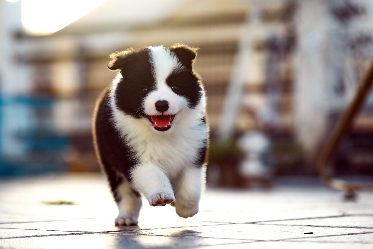 最聪明的狗排名 十大猛犬排名