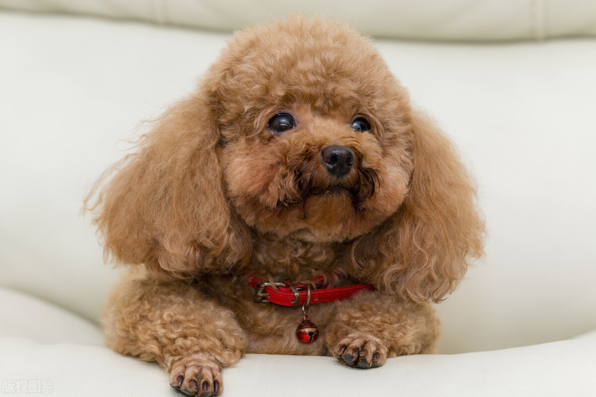 最聪明的狗排名 十大猛犬排名