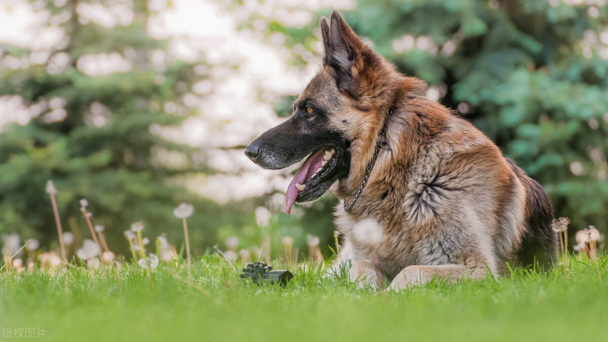 最聪明的狗排名 十大猛犬排名