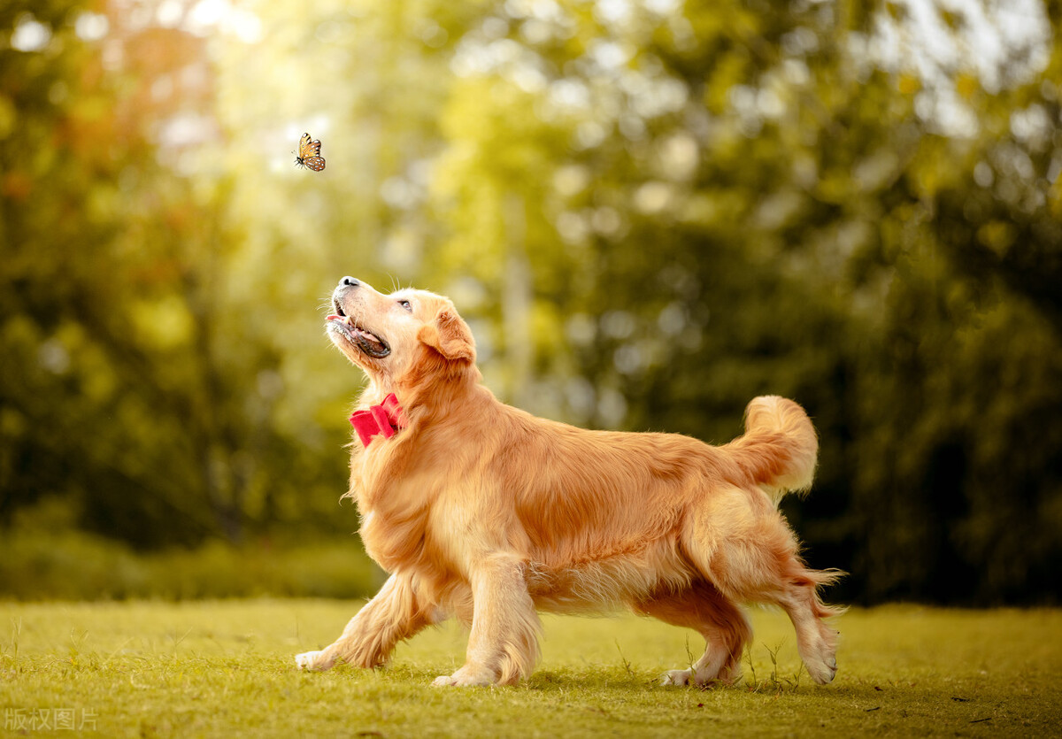 最聪明的狗排名 十大猛犬排名