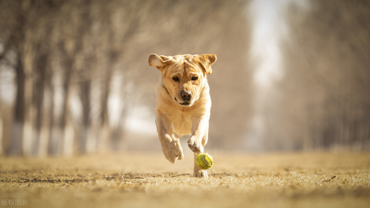 最聪明的狗排名 十大猛犬排名