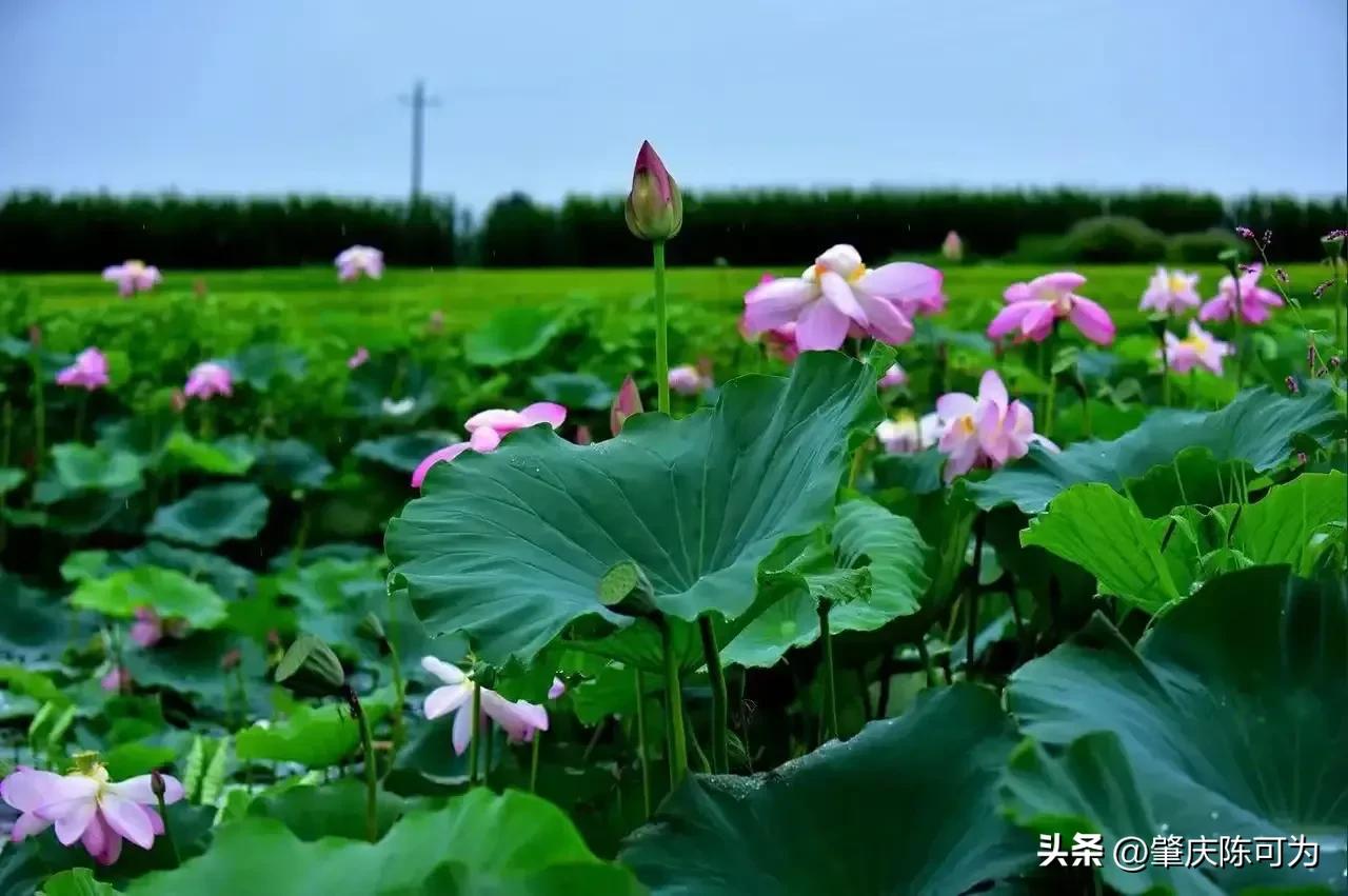 7月有什么节日 7月4日是美国什么节日