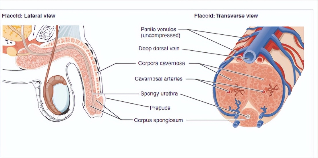 海绵体是什么 阴茎水肿的照片