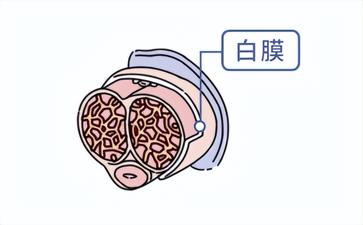 海绵体是什么 阴茎水肿的照片