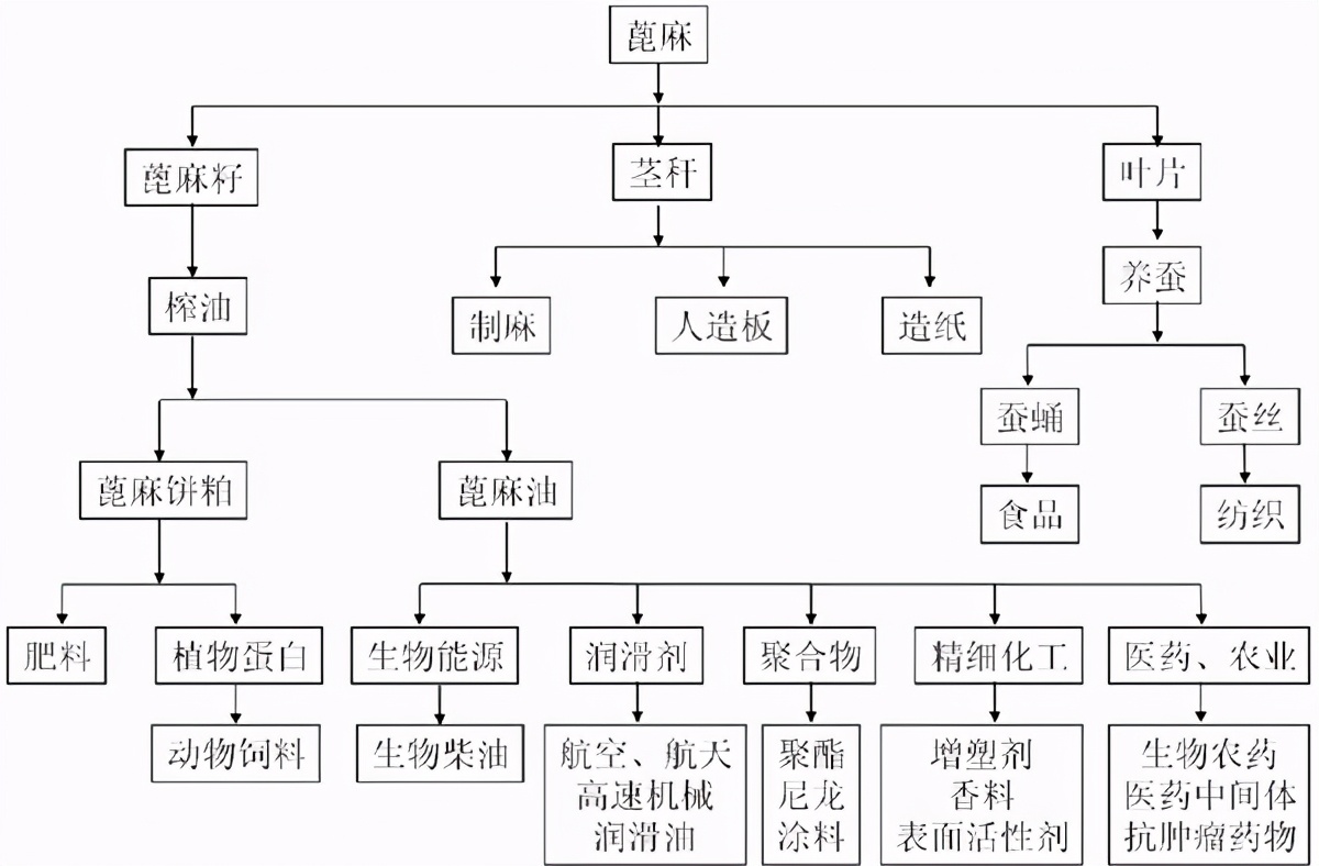 蓖麻子的功效与作用 蓖麻子仁外用奇效