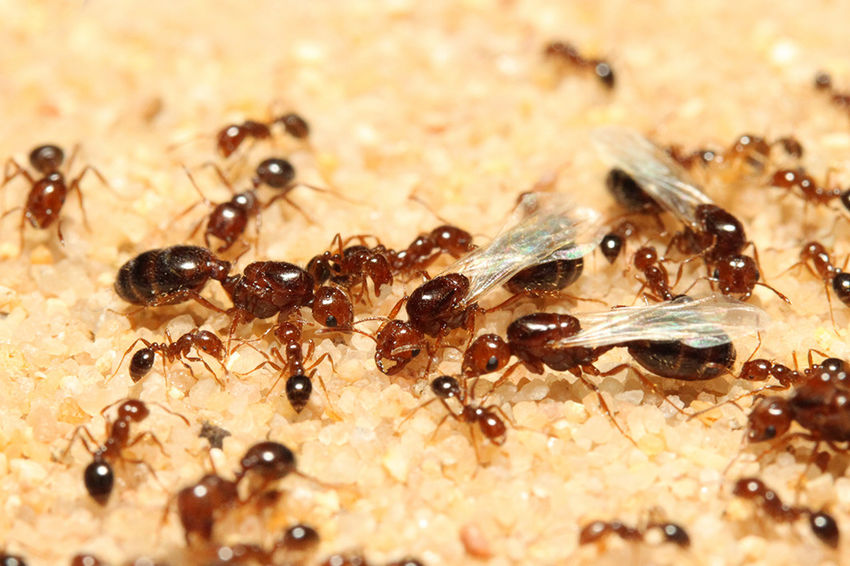 黑蚂蚁的功效与作用 黑蚂蚁的神奇功效