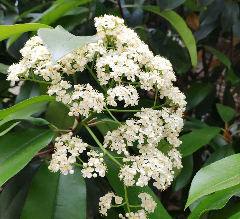 石楠花的味道 石楠花的味道是什么梗