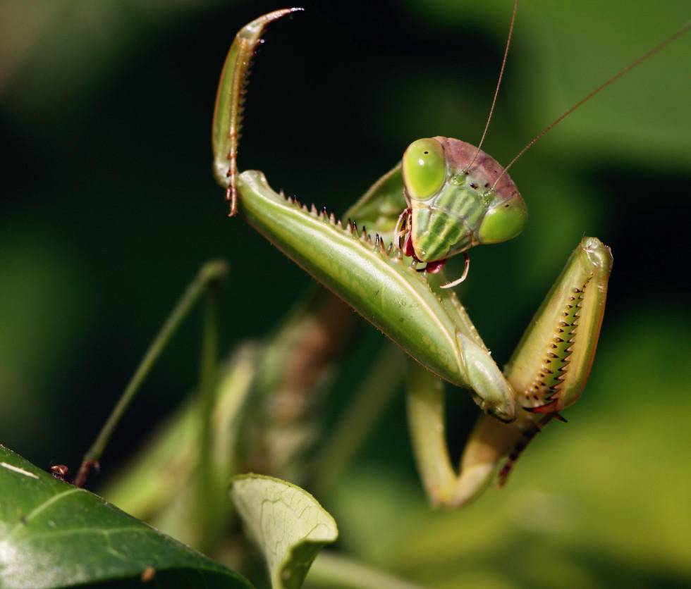 螳螂为什么要吃掉自己的配偶 母螳螂为什么吃公螳螂