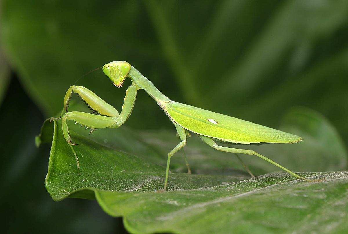 螳螂为什么要吃掉自己的配偶 母螳螂为什么吃公螳螂