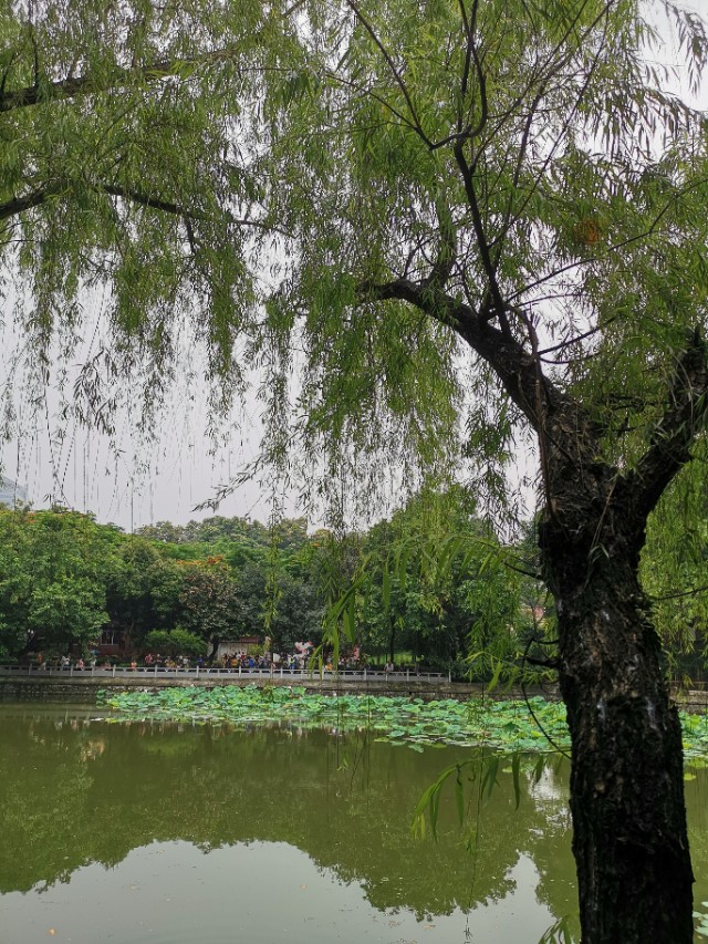 梅子金黄杏子肥 清平乐村居注音版