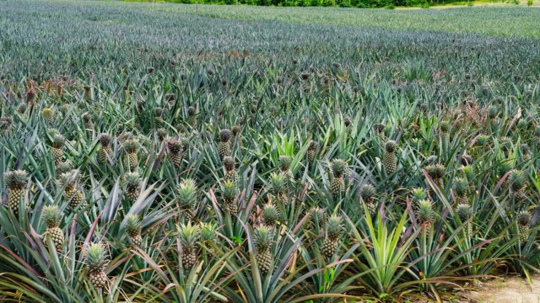 菠萝和凤梨是同一种水果吗 菠萝和凤梨哪个贵点