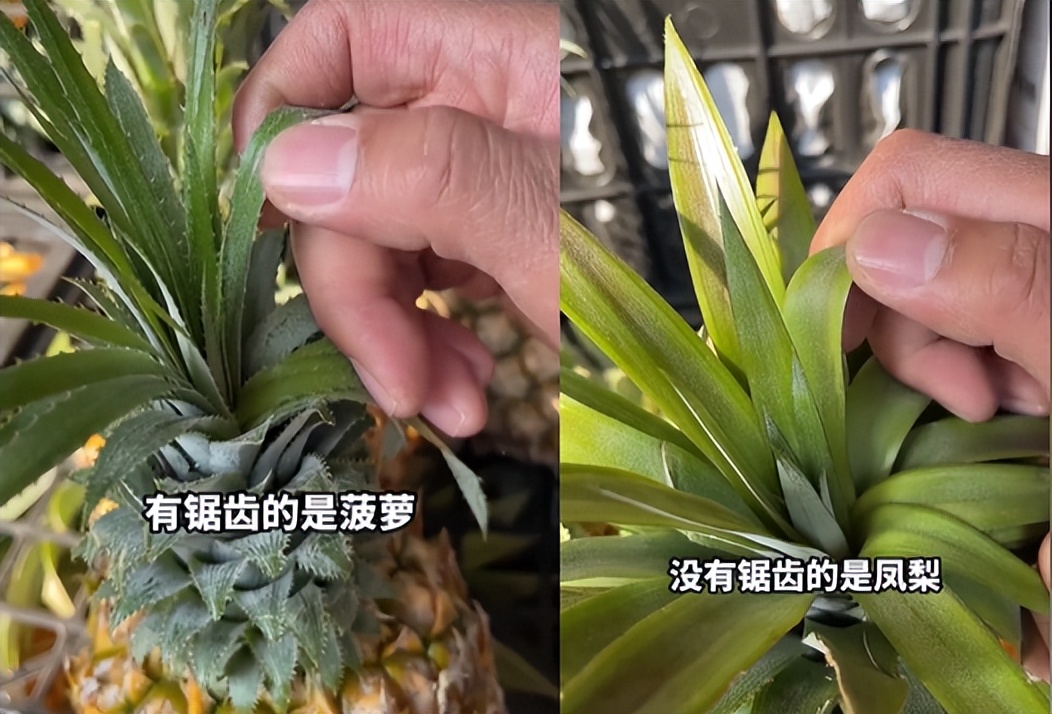 菠萝和凤梨是同一种水果吗 菠萝和凤梨哪个贵点