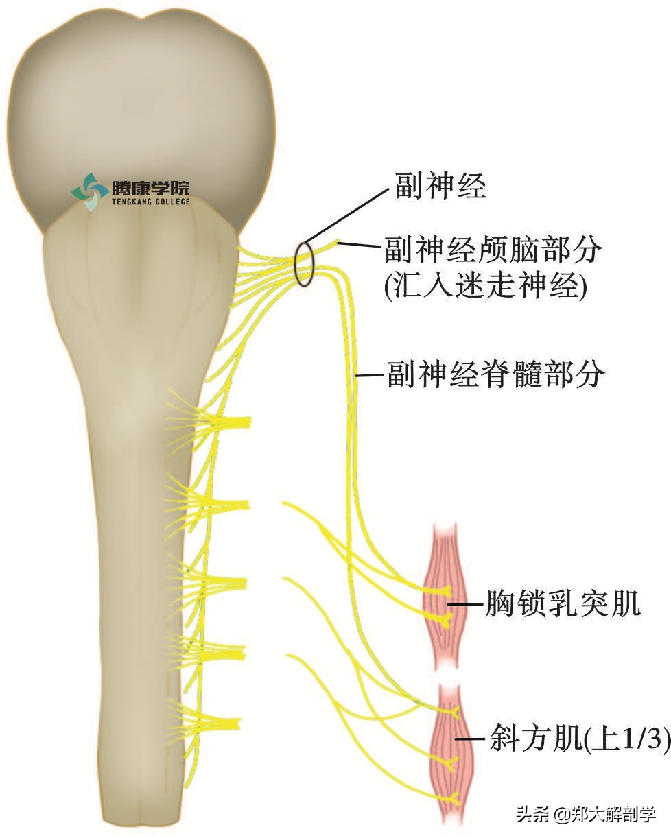 后脑勺疼是怎么回事 后脑勺一跳一跳的疼