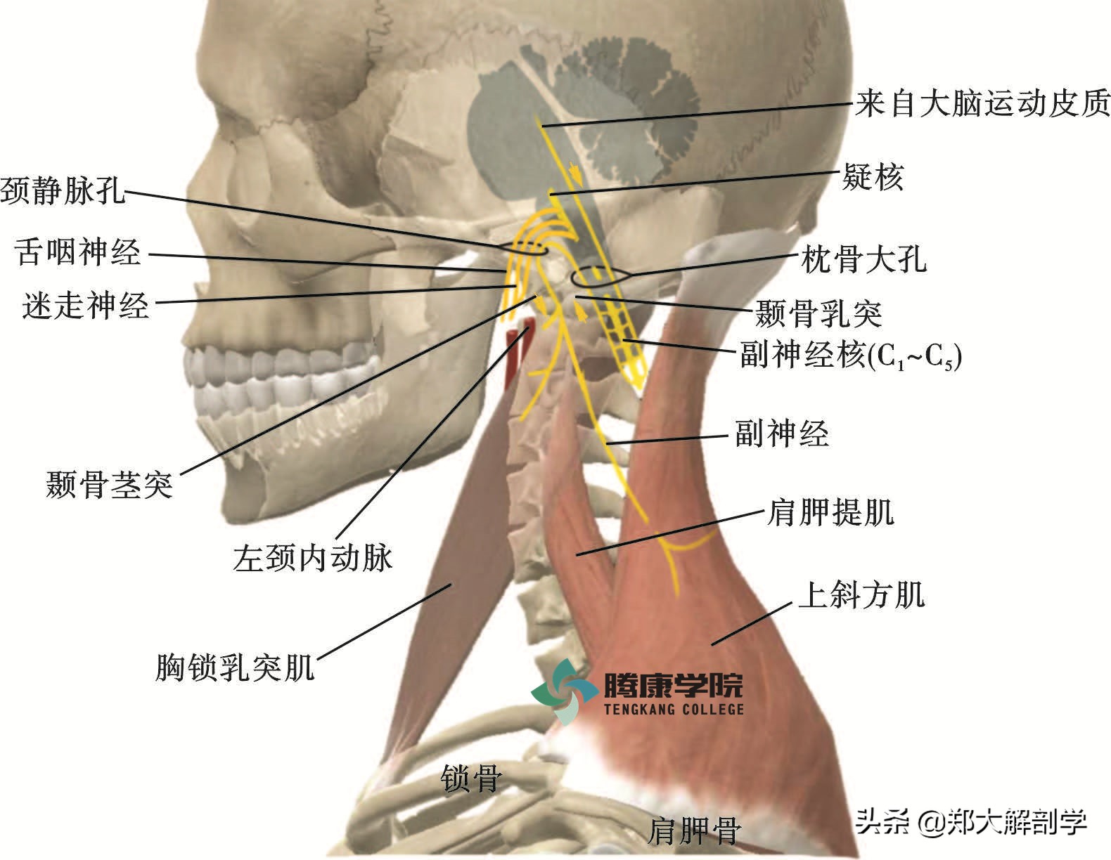 后脑勺疼是怎么回事 后脑勺一跳一跳的疼