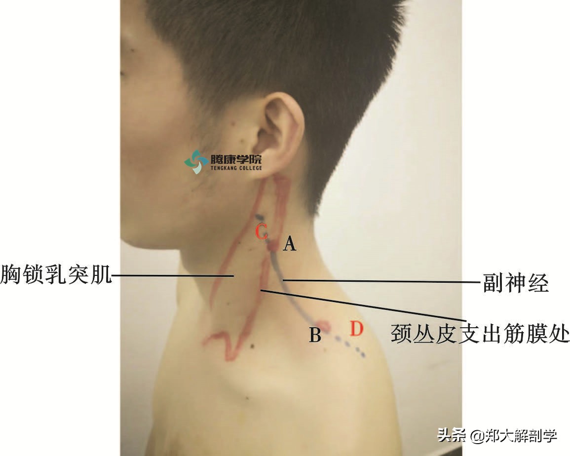 后脑勺疼是怎么回事 后脑勺一跳一跳的疼