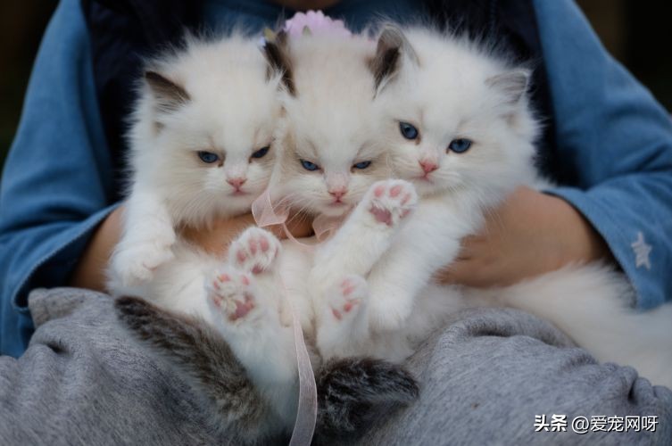 猫咪品种大全及图片 猫品种大全100种猫