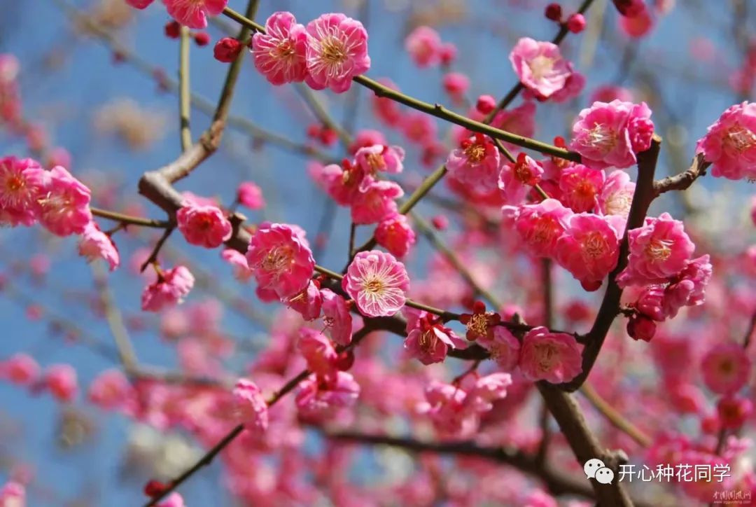 中国十大名花 中国22种名花排名