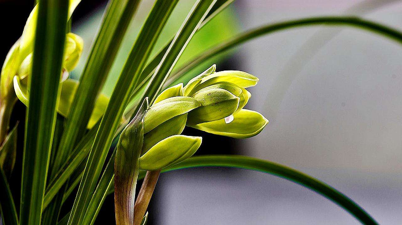 中国十大名花 中国22种名花排名