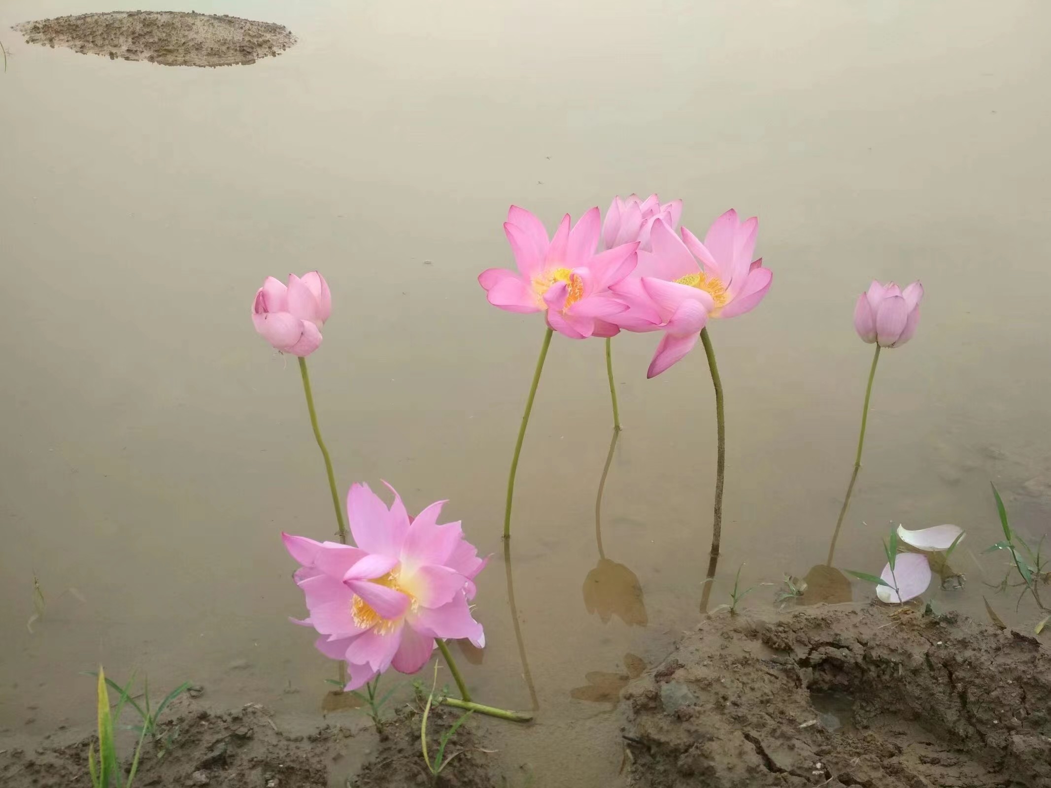 中国十大名花 中国22种名花排名