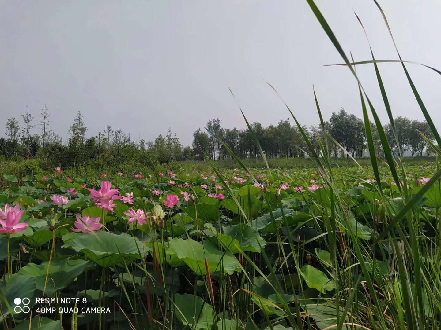 中国十大名花 中国22种名花排名