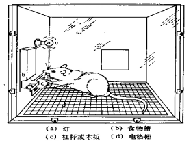 操作性条件反射 